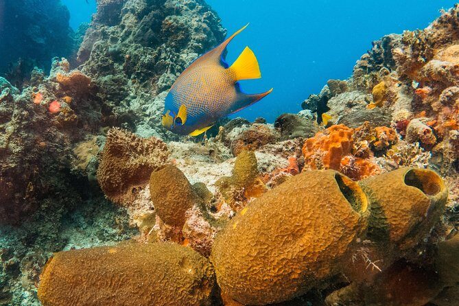 Basic Diver - Bautismo - Safety and Comfort: What’s Actually Being Protected Here