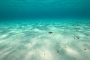 Bavarian Fiesta Snorkel Activity in Glass Bottom Boat at San Miguel de Cozumel - Two Shipwreck Stops: Cozumel’s “Look Closer” Water Time