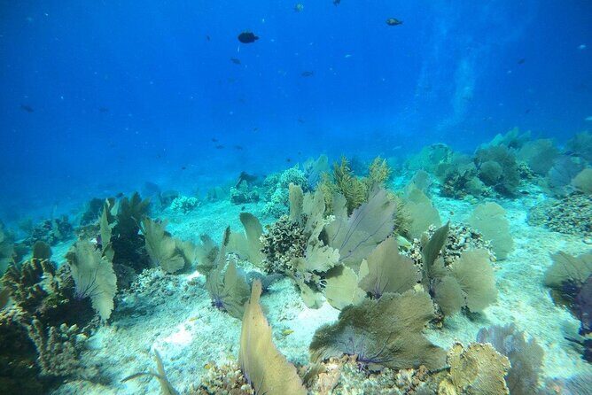Bavarian Fiesta Snorkel Activity in Glass Bottom Boat at San Miguel de Cozumel - What the Crew Adds: Safety, Pace, and Friendly Names You’ll Hear