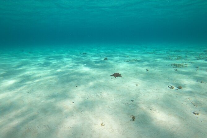 Bavarian Fiesta Snorkel Activity in Glass Bottom Boat at San Miguel de Cozumel - Two Shipwreck Stops: Cozumel’s “Look Closer” Water Time
