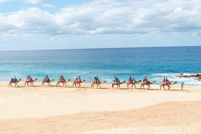Beach Camel Ride and Encounter in Cabo - Price and Logistics: Where the Real Cost Can Land