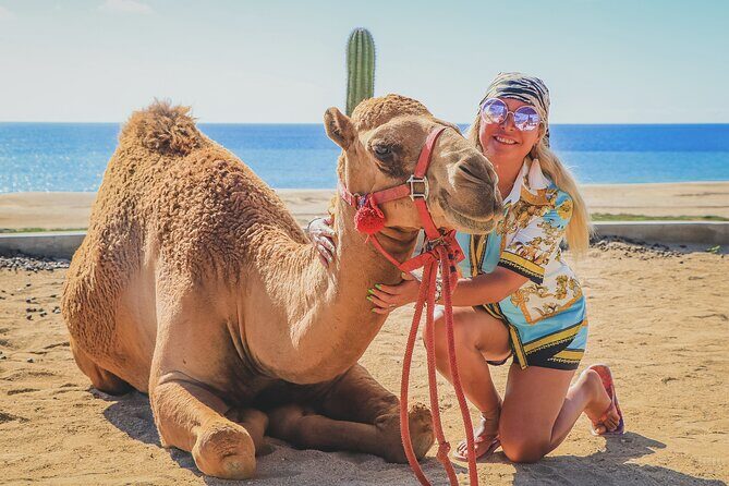 Beach Camel Ride and Encounter in Cabo - Camel Encounter With Handlers: Feeding, Petting, and the Safety Part
