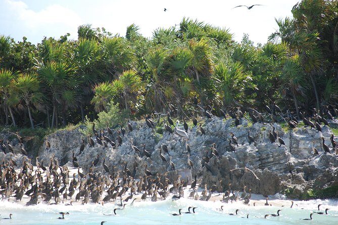 Beach Escape: Isla Contoy and Isla Mujeres with Snorkeling. - The Ilha Contoy Walk: Museum, Lagoon, Observation Views, and Birds Up Close