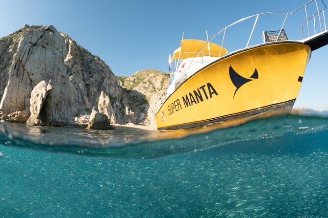 Beginner Scuba Diving in Cabo San Lucas - Marine life odds in Los Cabos waters (what you can hope to see)