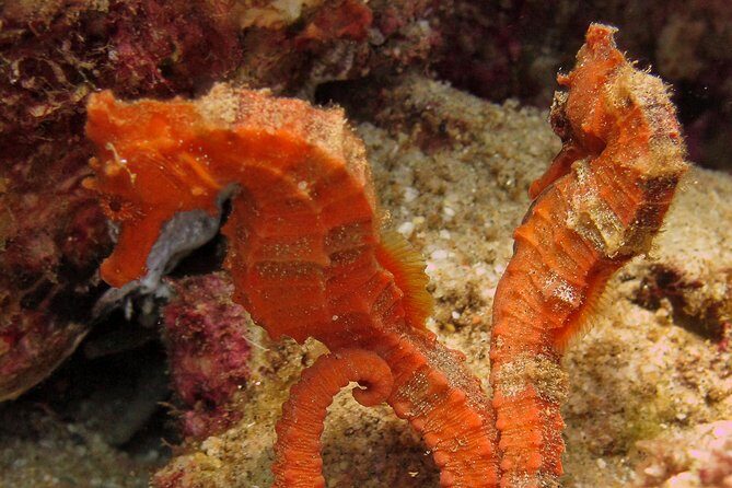 Beginner Scuba Diving in Cabo San Lucas - Who this fits: first-timers, families, and rusty divers