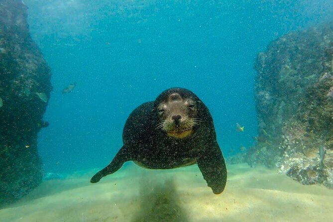 Beginner Scuba Diving in Cabo San Lucas - Tips that make your first session smoother in Cabo