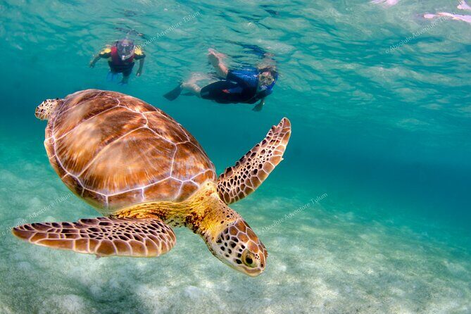 Bestseller! Tulum Private Tour with Turtles and Cenote Snorkeling - Akumal Turtle Snorkeling From Shore (Calm Water, Real Swimming)