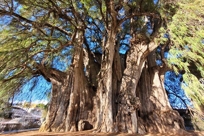 Bike Ride to the Largest Tree in the World - Pedaling the 10 km route to Santa María del Tule