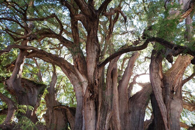 Bike Ride to the Largest Tree in the World - Stop 4 (Oaxaca): the return ride with easier momentum