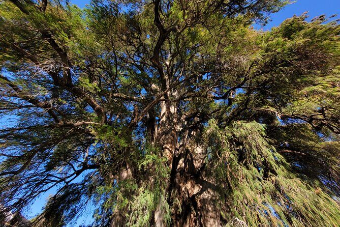 Bike Ride to the Largest Tree in the World - Price and value: what $26.87 buys you in practice