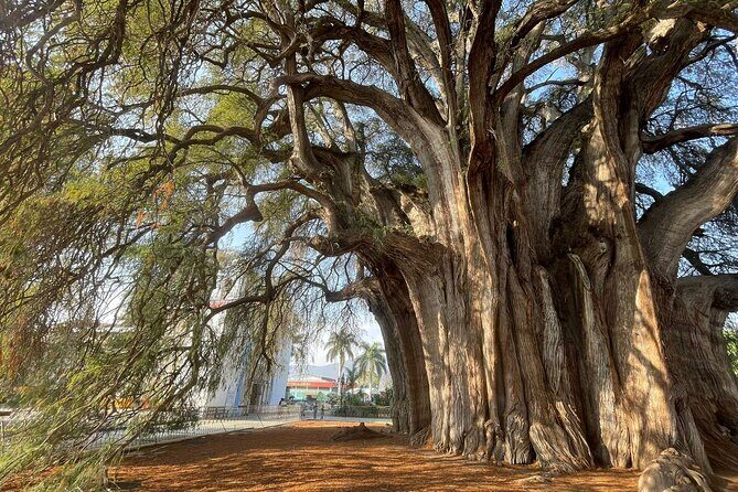 Bike tour to the Tule Tree and the Gastronomic Market - A Flat Morning Ride from Oaxaca to Santa María del Tule