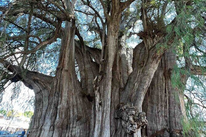 Bike tour to the Tule Tree and the Gastronomic Market - Riding Through an Agricultural Town: Shady Paths and Spring-Water Country