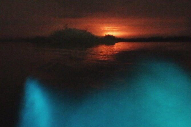 Bioluminescent Night Tour - Key Highlights You’ll Actually Feel