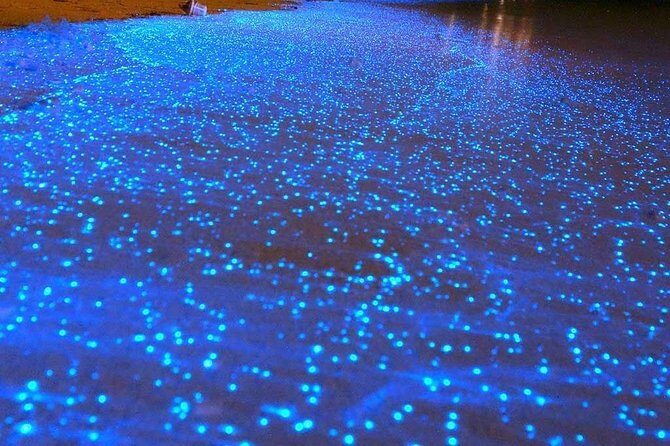 Bioluminescent Night Tour - White Bioluminescence: What You’re Seeing and Why It Can Vary