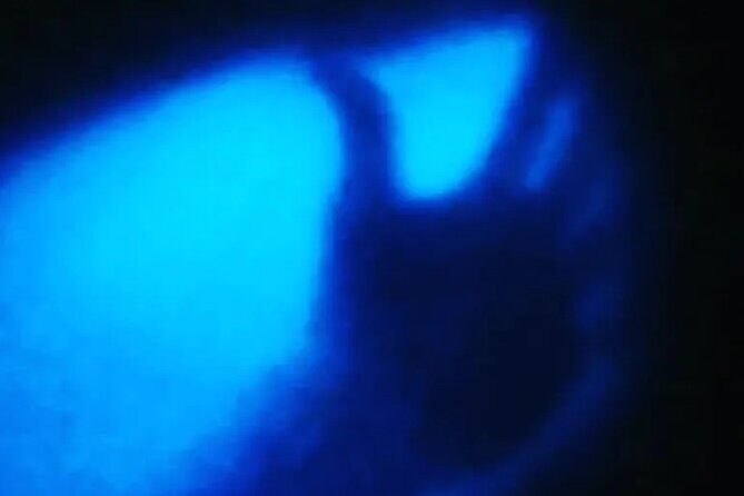 Bioluminescent Night Tour - Boat Ride and Viewing Tents: Making Darkness Work for You