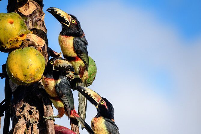 Bird Watching in Sian Ka´an Muyil - Muyil Archaeological Area: Birds in a Trading-Post Setting