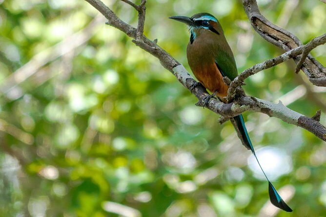 Bird Watching in Sian Ka´an Muyil - Muyil Village Walk: Mayan Everyday Life and First Birds