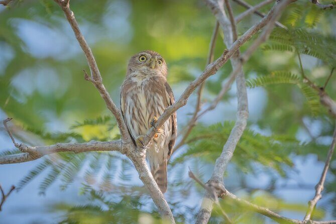 Bird Watching Mazatlán - Birding Tour - Why Mazatlán is great bird territory