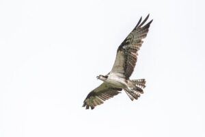 Bird Watching Mazatlán - Birding Tour - What you’ll do in 4 to 5 hours (and what makes it work)