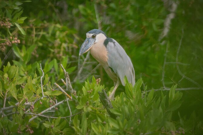 Bird Watching Mazatlán - Birding Tour - Urban targets: the birds you’re actually hoping to see