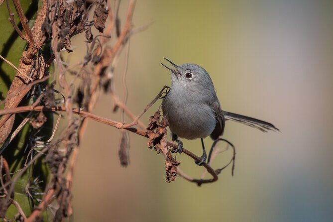 Bird Watching Mazatlán - Birding Tour - The guide experience: spotting is a skill, not luck