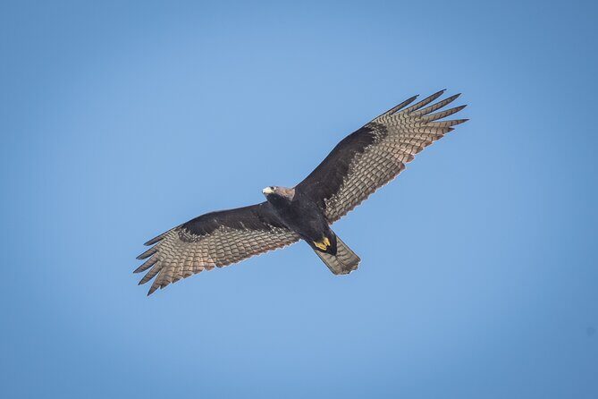 Bird Watching Mazatlán - Birding Tour - Gear and comfort: the included stuff that saves your morning