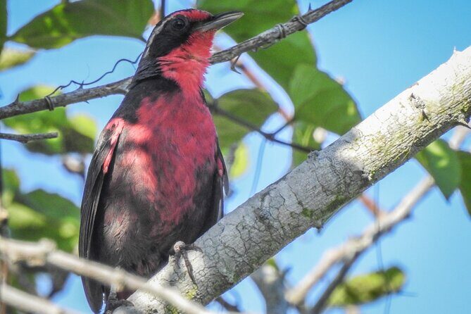 Bird Watching Mazatlán - Birding Tour - Price and value: is $135 per person fair?