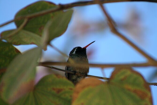 Birding San Jose Estuary Los Cabos Mexico - San Jose Estuary and Bird Sanctuary: Where You’ll Spend Your Birding Time
