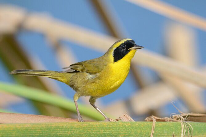 Birding San Jose Estuary Los Cabos Mexico - The Boat Ride on the Small Bay: Marine Birds, Short Time, Real Payoff
