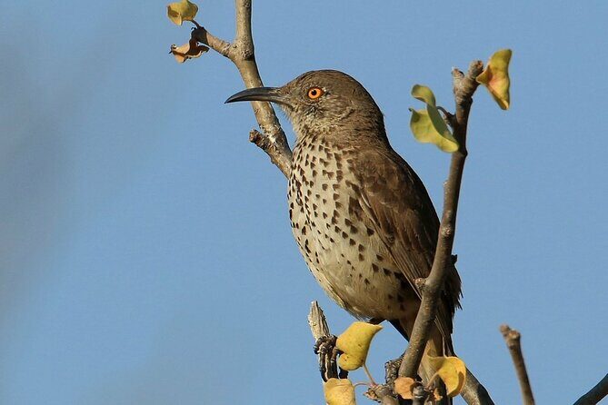 Birding San Jose Estuary Los Cabos Mexico - Parking and Waiting: The Main On-the-Ground Hurdle to Know