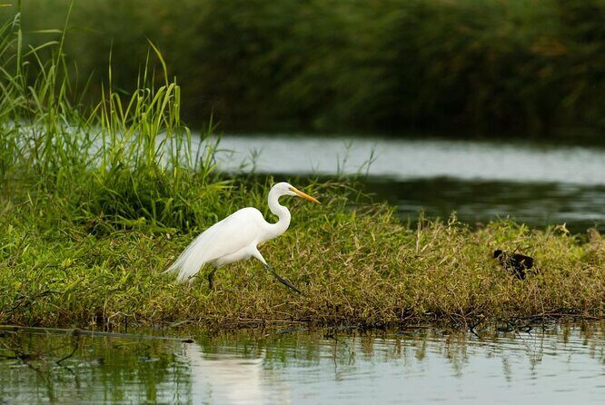 Birding San Jose Estuary Los Cabos Mexico - How the Guide Changes the Whole Trip: Scopes, Field Guides, and Bird ID Tips