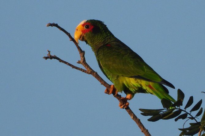Birds of the Mayan World 1 - Puerto Morelos Cenote Trails: birdwatching with a natural purpose