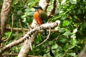 Birds of the Mayan World 1 - What you might see: tucans, aracaris, and the thrill of 60+ species