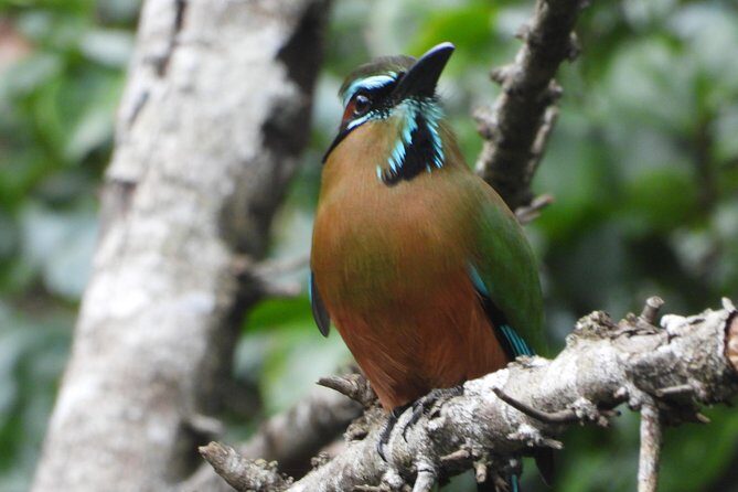 Birds of the Mayan World 1 - Stop 1: La Ruta de los Cenotes and how the route supports birds
