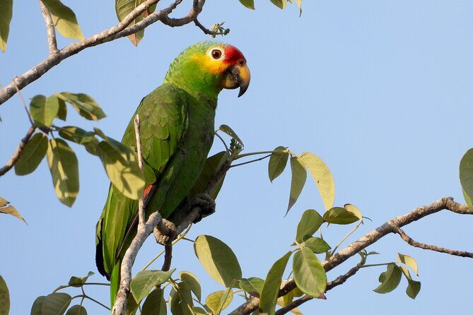 Birds of the Mayan World 1 - The real value: a low-impact half-day you can fit into a Cancun vacation