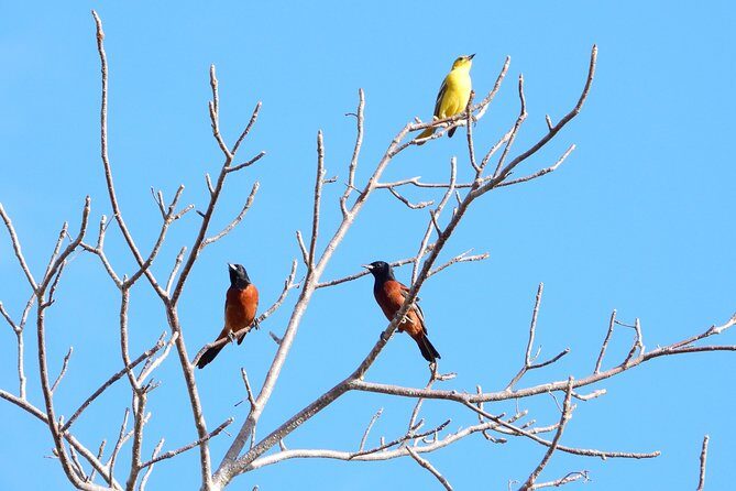 Birds of the Mayan World 1 - Weather and how to protect your plan