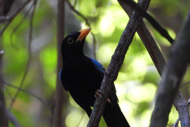 Birds of the Mayan World 1 - Who this tour is best for (and who should think twice)