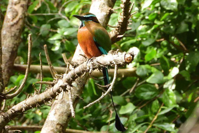 Birds of the Mayan World 1 - What you might see: tucans, aracaris, and the thrill of 60+ species