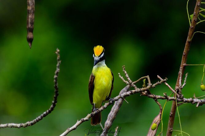 Birdwatching at The Mayan Cities with certified guide - Birding meets Mayan ruins in Bacalar