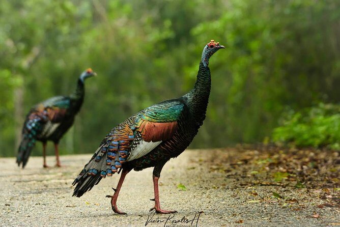 Birdwatching at The Mayan Cities with certified guide - Victor and the guide approach that turns questions into sightings