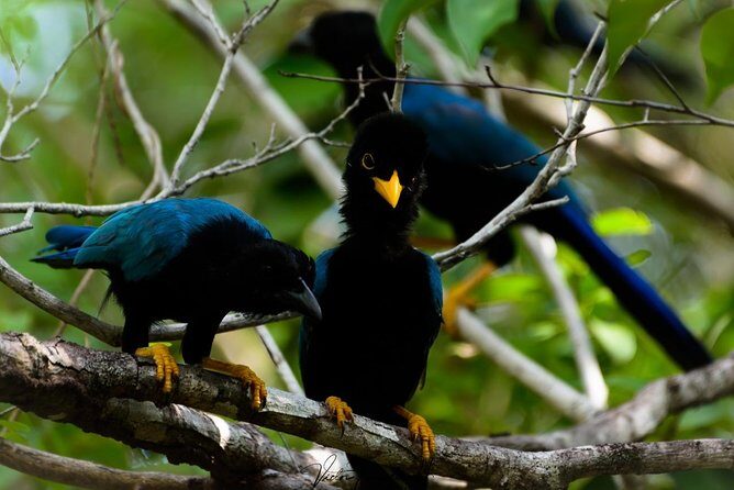 Birdwatching at The Mayan Cities with certified guide - Getting value from included admission, pickup, and a certified guide
