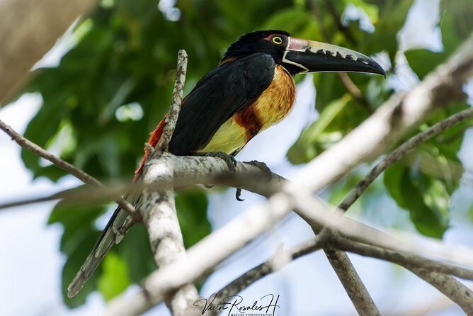 Birdwatching at The Mayan Cities with certified guide - Who this birding-with-ruins tour suits best