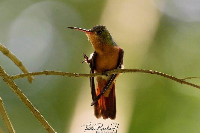 Birdwatching at The Mayan Cities with certified guide - How the private tour with pickup actually feels