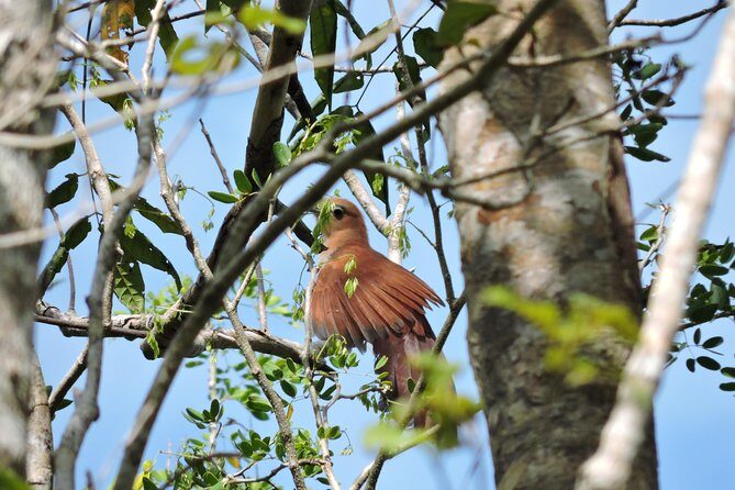Birdwatching Cancun - Why a 6:00 AM Start Matters for Cancun Birding