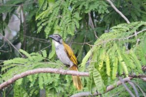 Birdwatching Cancun - Getting to the Jungle: Cancun and Puerto Morelos Pickup