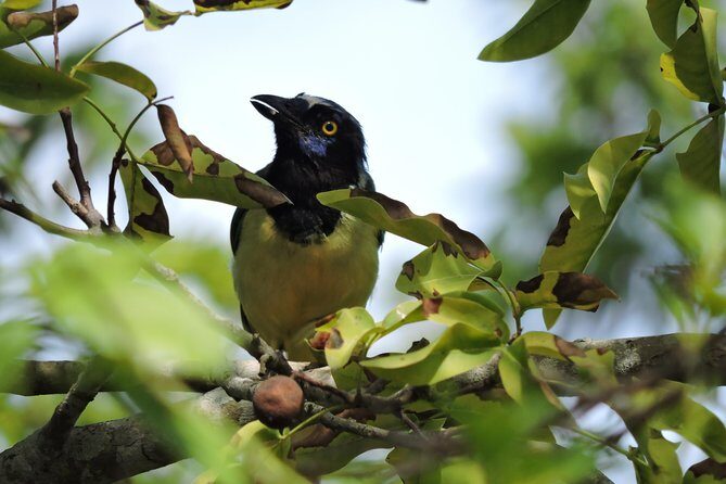 Birdwatching Cancun - La Ruta de los Cenotes: What Your Morning Looks Like