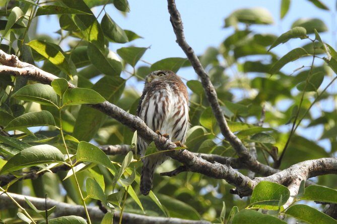 Birdwatching Cancun - Carlos and Lugo: The Guides Who Work Birds by Sight and Sound