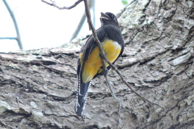 Birdwatching Cancun - What Birds You Can Expect (From Common Favorites to Special Finds)