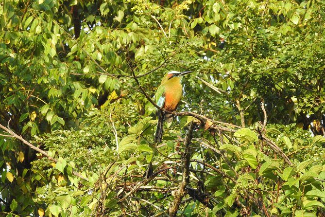 Birdwatching Cancun - Comfort, Gear, and the Little Things That Make the Difference