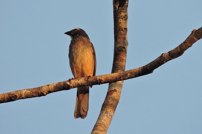Birdwatching Cancun - Who This Birdwatching Tour Fits Best